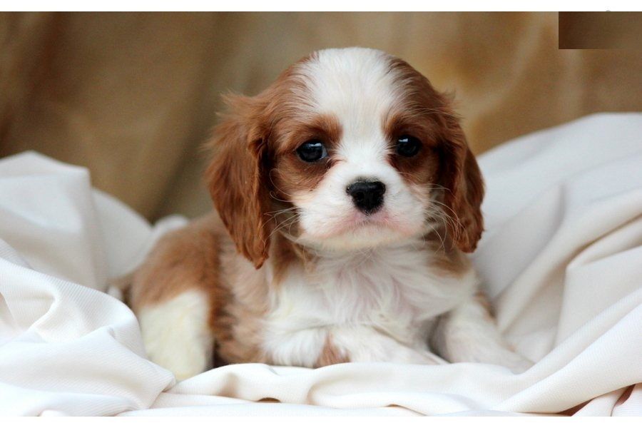 Cuccioli di cavalier king in regalo