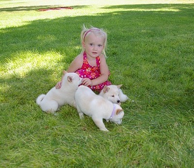  cuccioli di shiba-inu per adozione ( maschio e femmina )