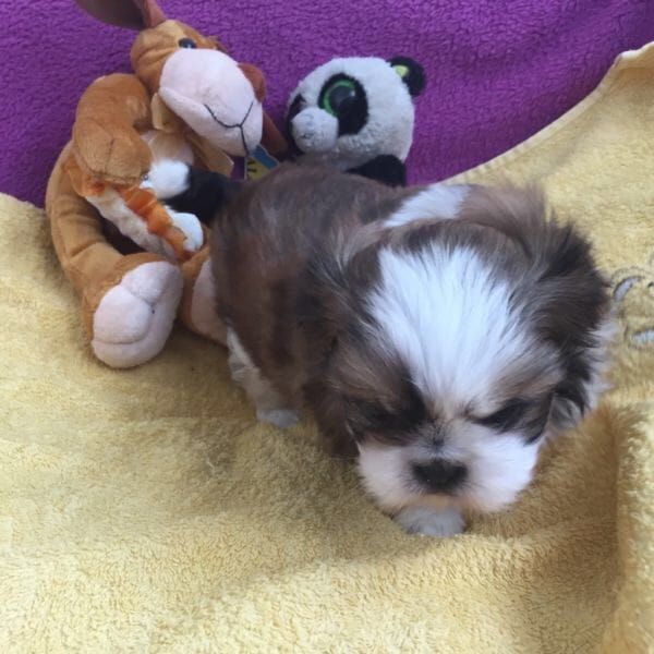  cuccioli di shih tzu ( per regalo )