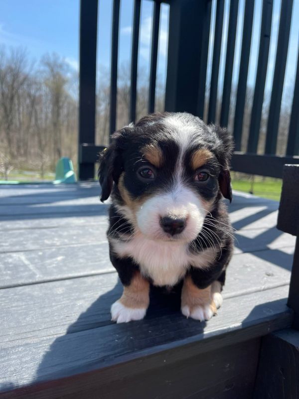 Disponibili cuccioli di Bernedoodle in miniatura E-MAIL (marieiris783@gmail.com)