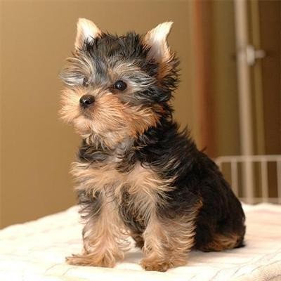 Cuccioli Teacup Yorkie disponibili..
