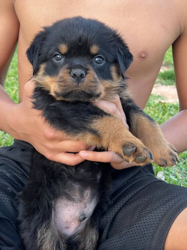  Regalo Splendidi cuccioli di Rottweiler