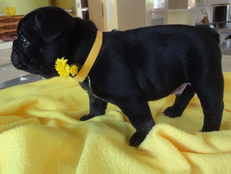 Bouledogue bulldog francese cuccioli disponibili