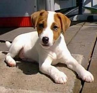  REGALO JACK RUSSEL CUCCIOLI (PEDIGREE)  adorabile maschio e femmina jack russel cuccioli disponibil