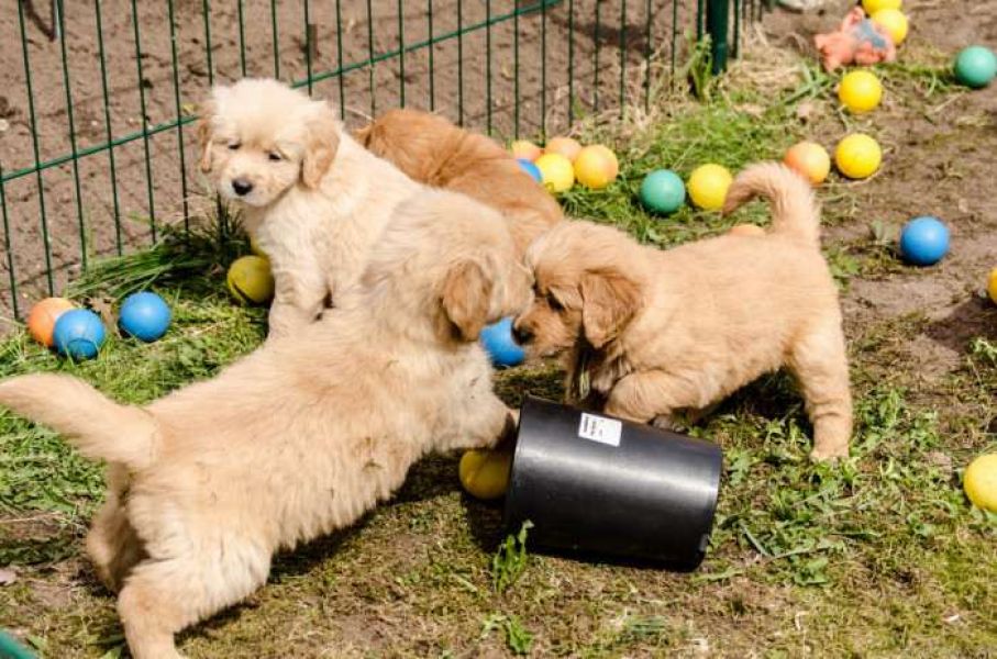 Vendo bellissimi cuccioli di Golden Retriever