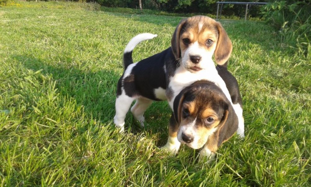 Regalo cuccioli di Beagle