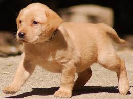 Adorabili cuccioli di labrador femminucce e maschietti disponibili per l'adozione cuccioli sono vacc