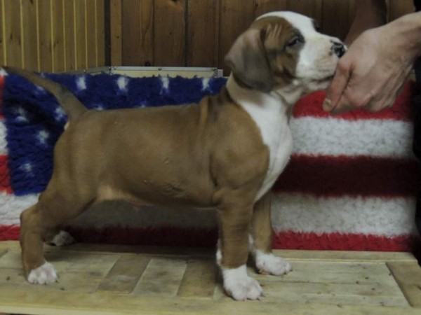 Amstaff terrier cuccioli