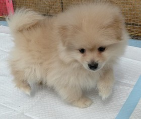 Cuccioli di Pomerania