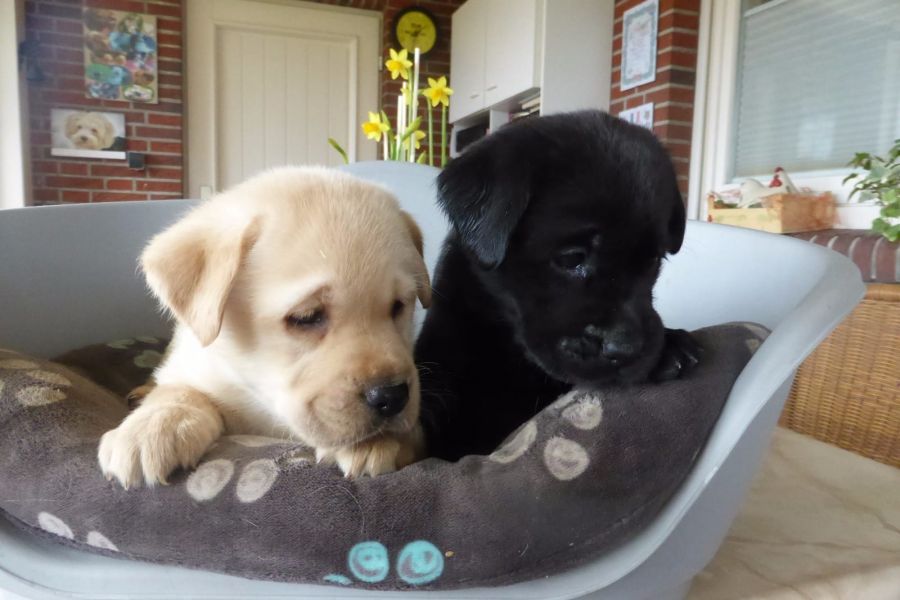 Molto bella e sani cuccioli di labrador per adozione maschi e femmine disponibili   (gratis) 