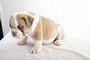 Clicca per ingrandire	Bulldog inglese cuccioli