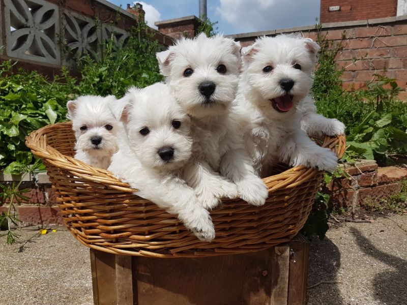 Regalo Cuccioli di West Highland Terrier in pronta consegna i cuccioli verranno Dato dopo 90 giorni 