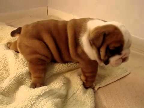REGALO CUCCIOLI DI BULLDOG INGLESE  Bulldog Inglese cuccioli, disponibili 1 Maschio e 1 Femmina, all