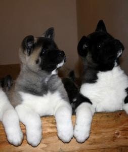 Cuccioli di akita-inu per adozione ( regalo  )