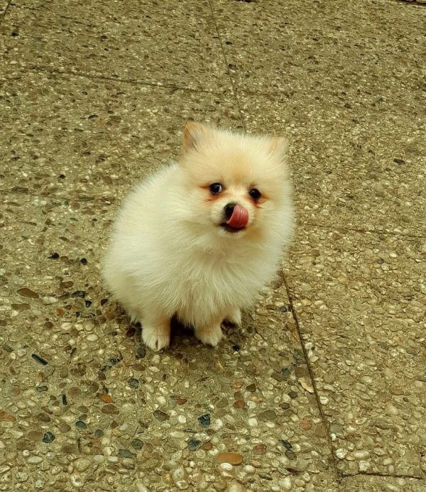   regalo cuccioli di volpino pomerania disponibili per l'adozione
