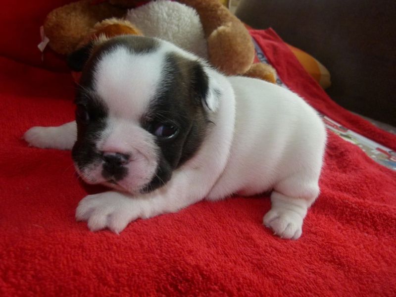2Cuccioli di Bulldog Francese