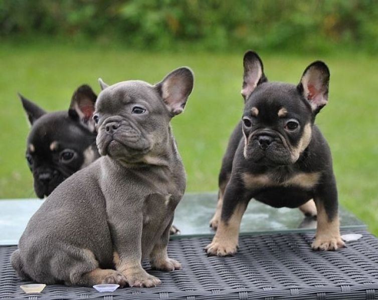 Adorabili cuccioli di Bulldog Francese femminucce e maschietti disponibili per l'adozione