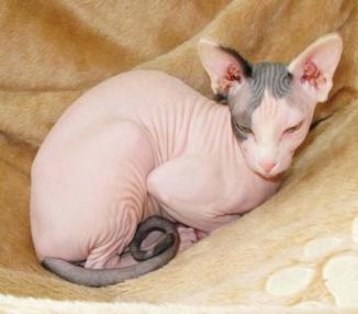  Regalo Maschio e una femmina cuccioli Sphynx per l'adozione Maschio e una femmina cuccioli Sphynx p