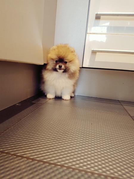  { Regalo Volpino di pomerania (spitz tedesco nano