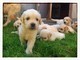 Golden retriever cuccioli di linea AMERICANA