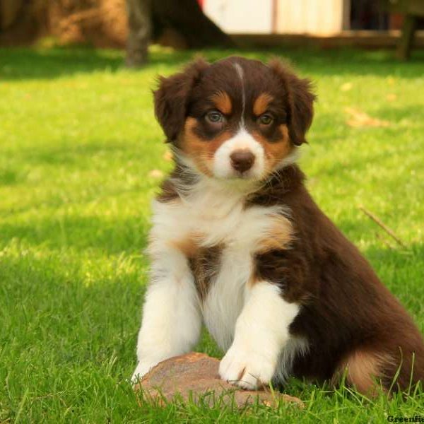 Cucciolo di Australian Shepherd