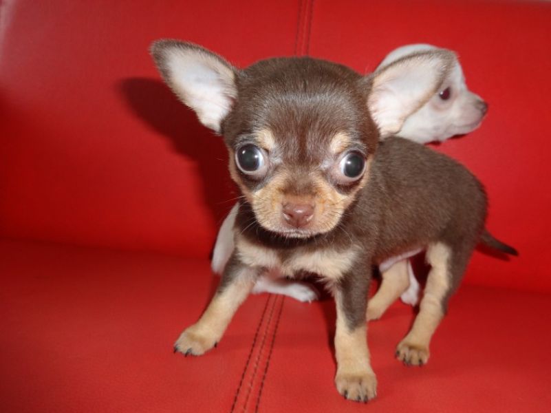 Regalo cuccioli di chihuahua Mini toy