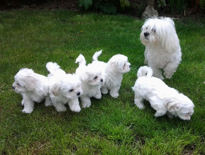 Disponibili cuccioli di maltese