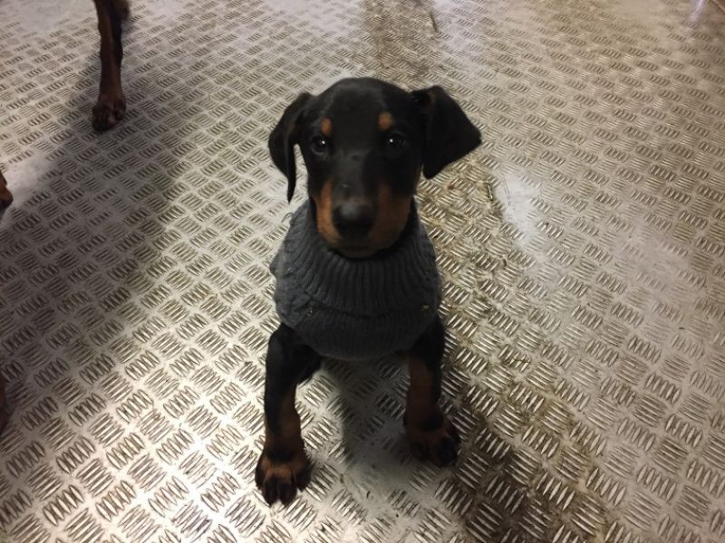 Regalo adorabili cuccioli Dobermann femminucce e maschietti disponibili