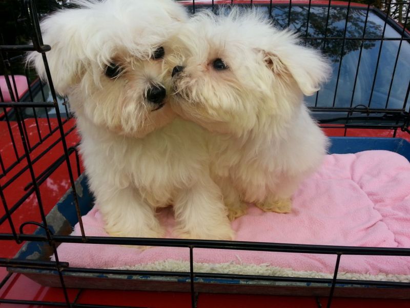 Cuccioli maltese mini toy con pedigree 