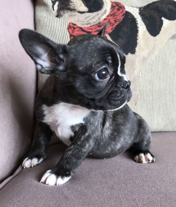  Maschio e femmina adorabile bulldog francese  cuccioli disponibili per l'adozione