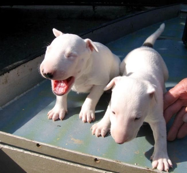 Molto bella e sani cuccioli di miniature bull terrier per adozione maschi e femmine disponibili (gra