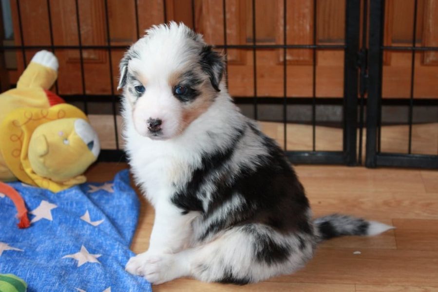 Molto bella e sani  cuccioli di AUSTRALIANO PASTORE per adozione maschi e femmine disponibili (grati