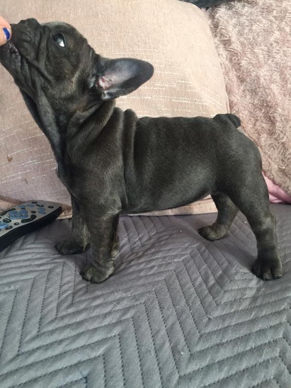  Adorabili cuccioli di Bulldog Francese femminucce e maschietti disponibili per l'adozione