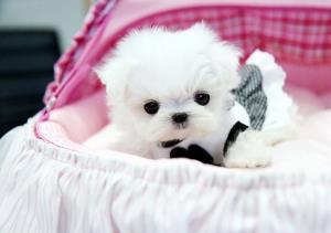 REGALO Dolci cuccioli Maltese per l'adozione.