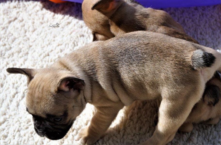  molto bella e sani cuccioli di bulldog francese per adozione  
