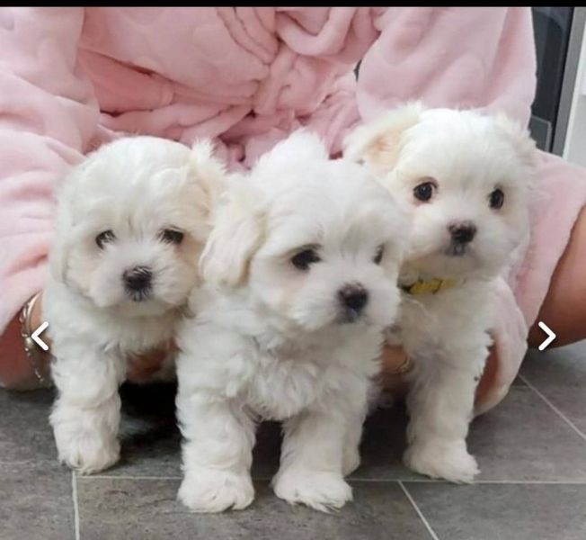 MALTESE cuccioli in adozione gratuiti ( REGALO)