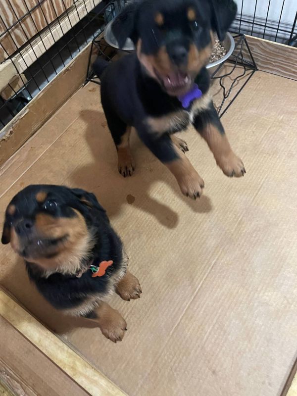  Regalo Splendidi cuccioli di Rottweiler