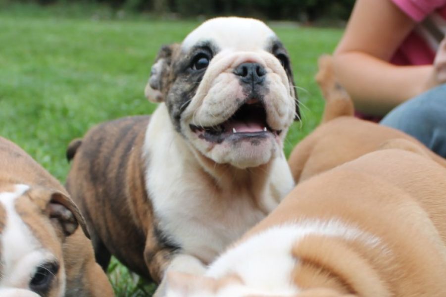 Regalo Bulldog inglese cuccioli disponibili