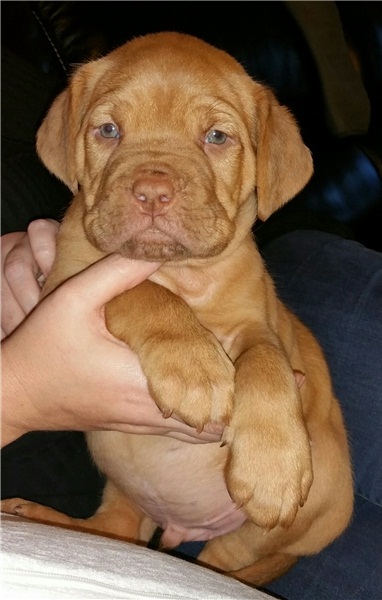 Regalo Cuccioli di Dogue de bordeaux in pronta consegna