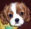 Cavalier king bicolore  cavalier king bicolore
