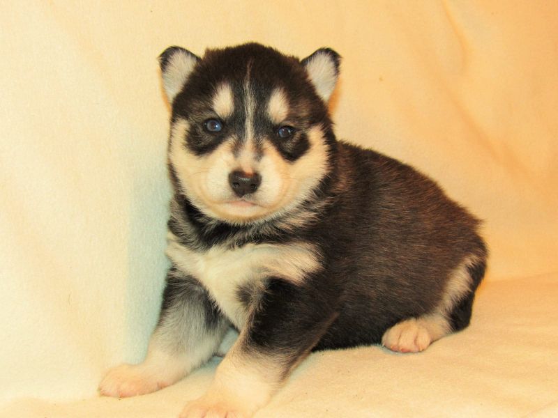 Molto bella e sani cuccioli di Sibarian husky  per adozione maschi e femmine disponibili (gratis)