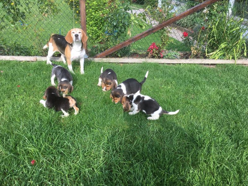 Intelligente e adorabili cuccioli di Beagle