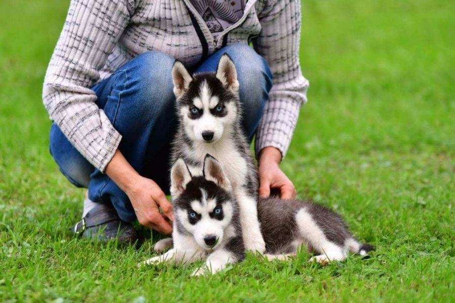 2cuccioli di Siberian Husky disponibili