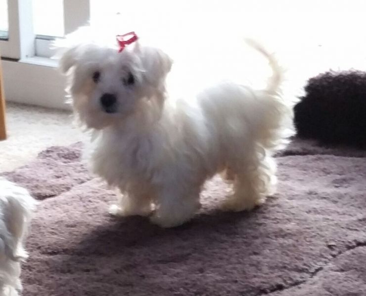 Cuccioli maltese mini toy con pedigree 