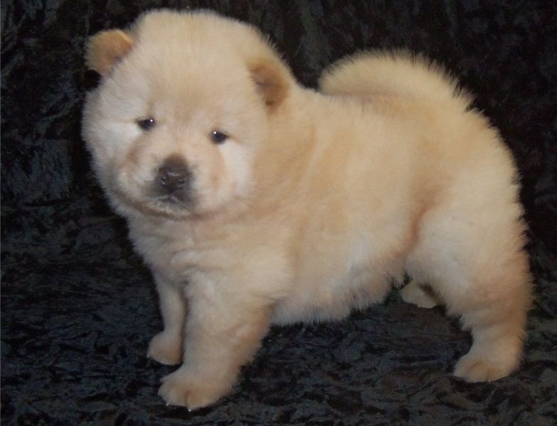 Regalo Cuccioli di chow chow  in pronta consegna