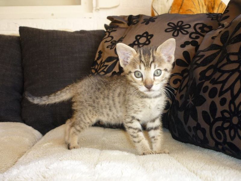 gattini Savannah   per adozione ( maschio e femmina )