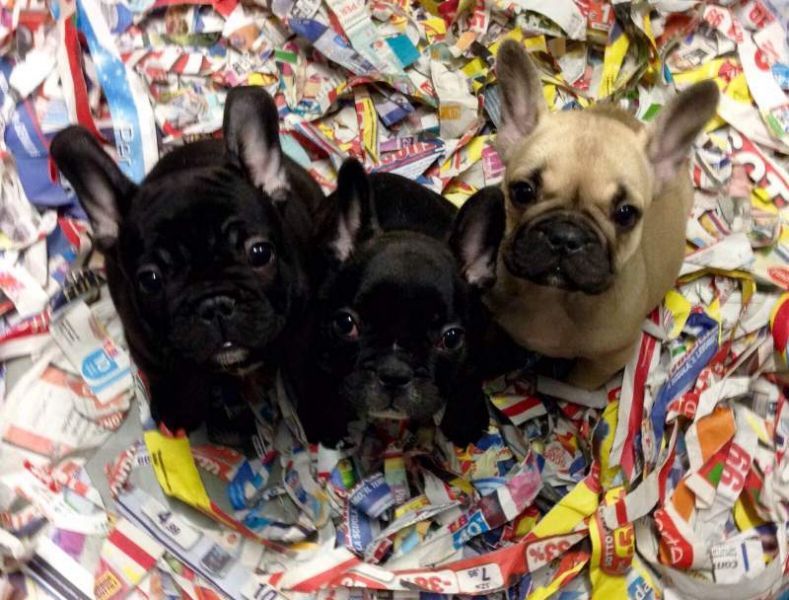  Cuccioli di bouledogue francese straordinari