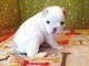 Cuccioli di Bulldog Francese.  Cuccioli di Bulldog Francese.