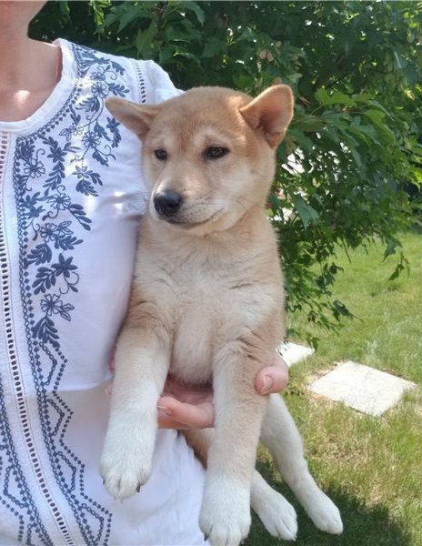 Regalo Cuccioli di Shiba inu  in pronta consegna