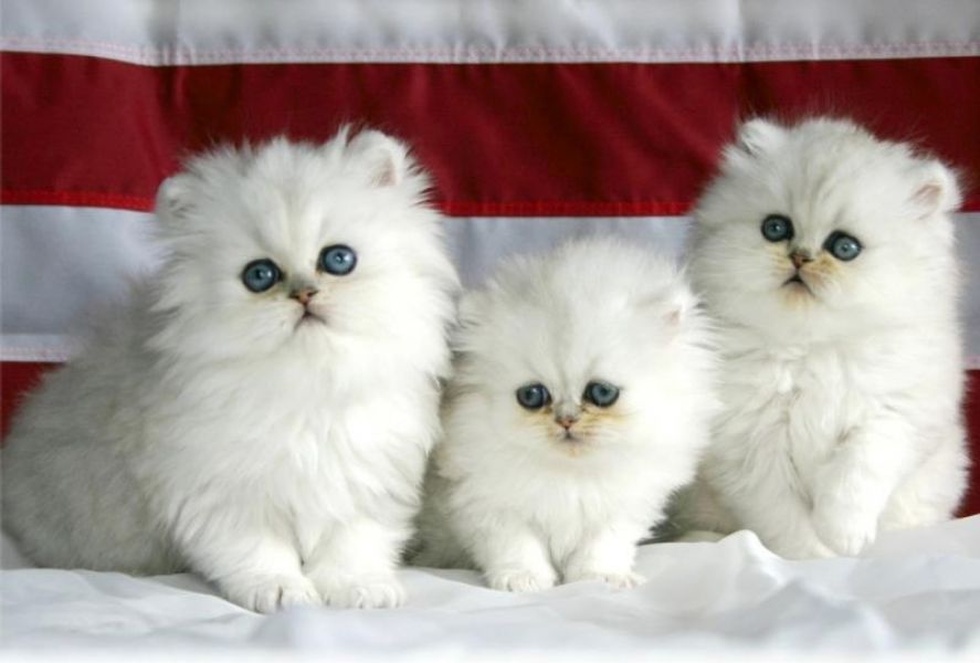 Adorabili gattini persiani